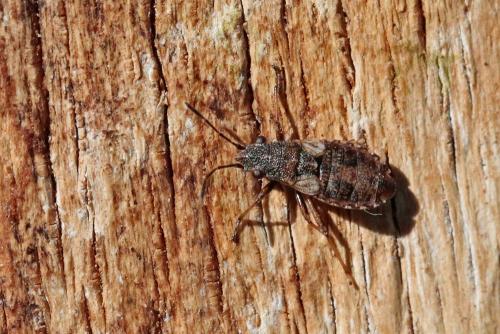 Réf. 264 756 : Nithecus jacobaeae